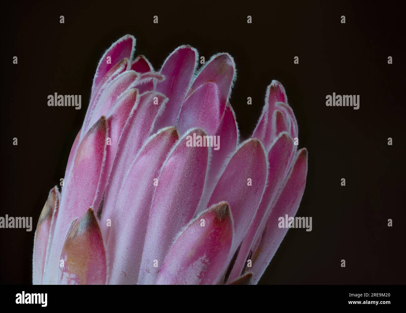 A spectacular and highly unusual flower of a Protea plant, (Protea aristata), photographed against a plain black background Stock Photo