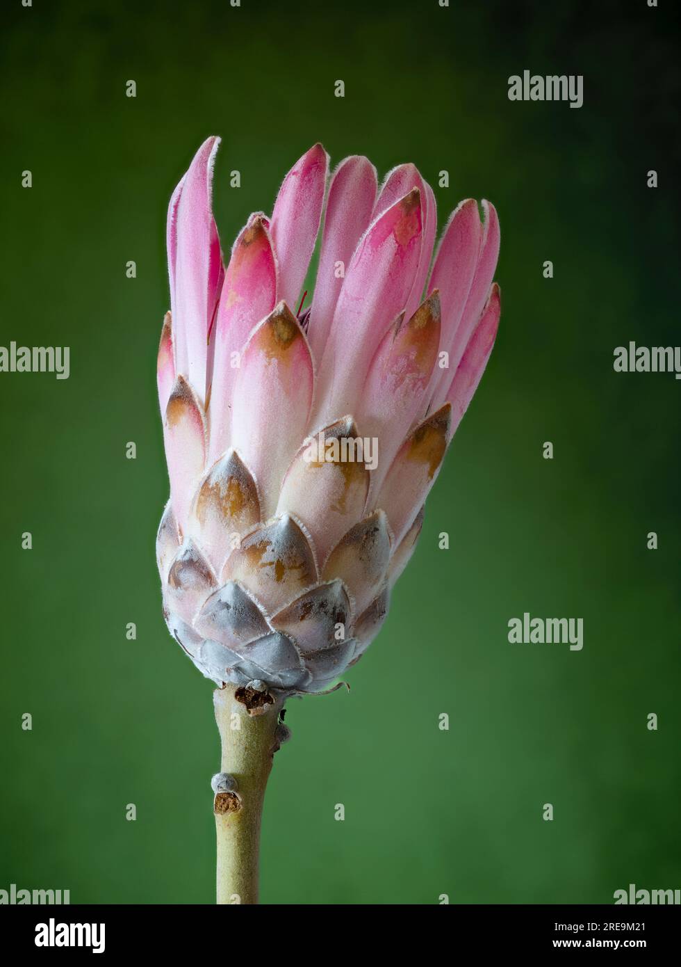 A spectacular and highly unusual flower of a Protea plant, (Protea aristata), photographed against a plain green background Stock Photo