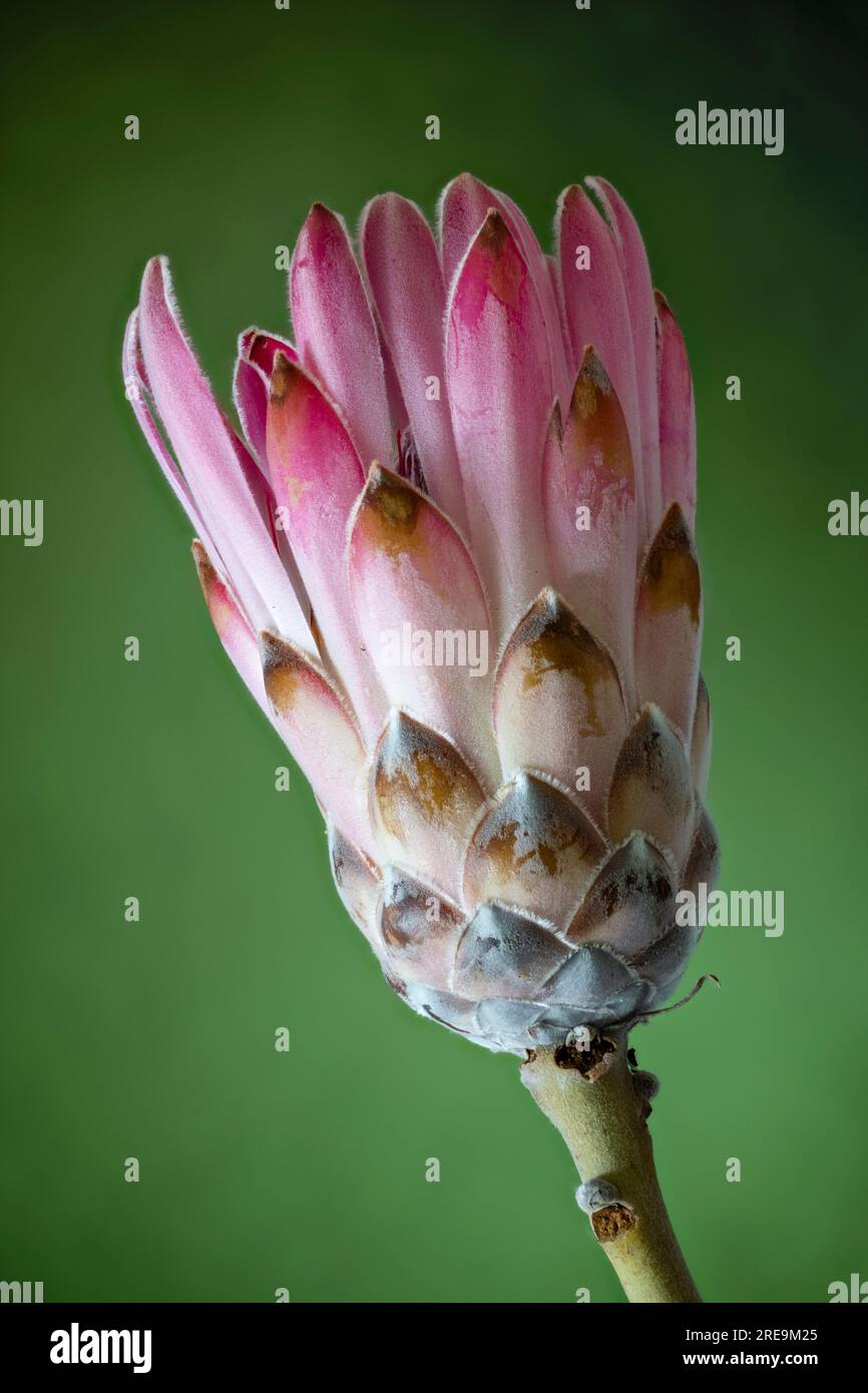 A spectacular and highly unusual flower of a Protea plant, (Protea aristata), photographed against a plain green background Stock Photo