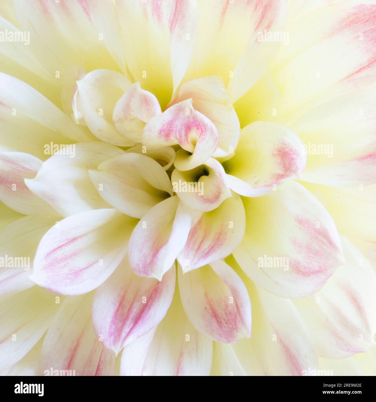 Dahlia close ups hi-res stock photography and images - Alamy