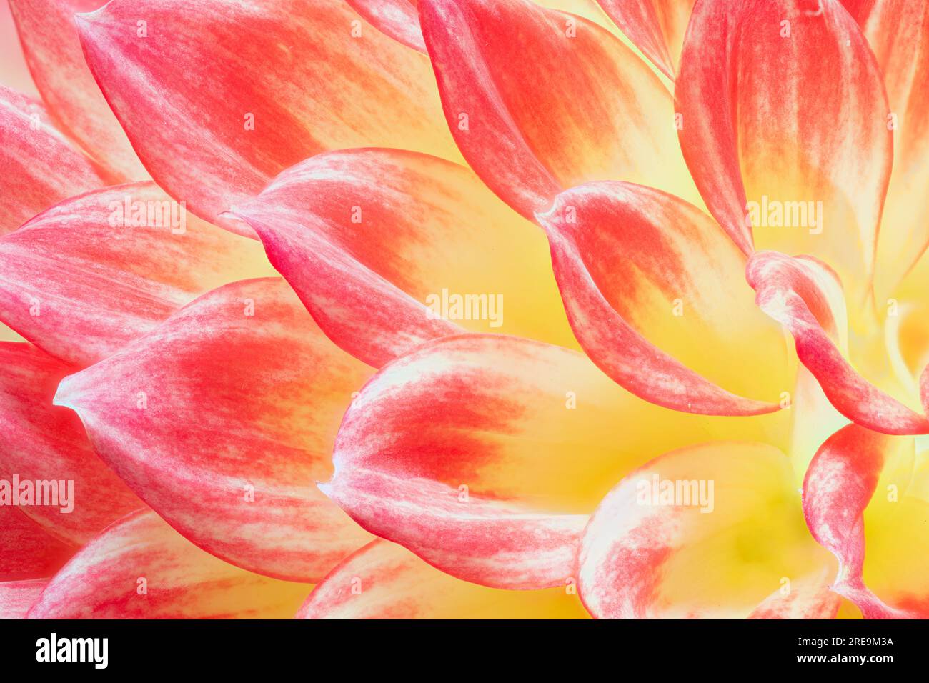 A close-up view of the petals of a beautiful  red and yellow Dahlia flower Stock Photo