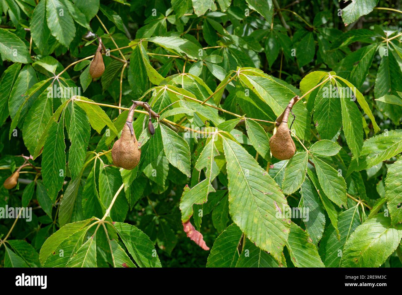 Closeup view of the fruit hanging from a Japanese horse chestnut tree surrounded by the foliage on a sunny day in summertime Stock Photo