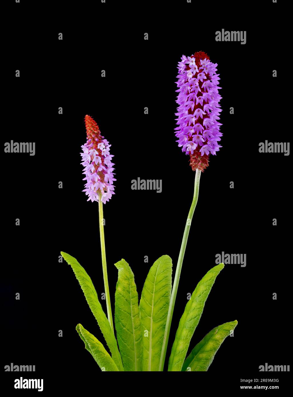 A flowering spike of Primula vialii, which is a Chinese alpine plant that has become popular in the UK, photographed against a plain black background Stock Photo