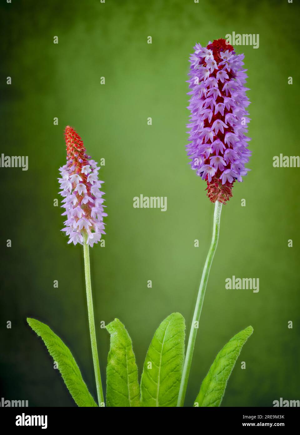 A flowering spike of Primula vialii, which is a Chinese alpine plant that has become popular in the UK, photographed against a plain green background Stock Photo