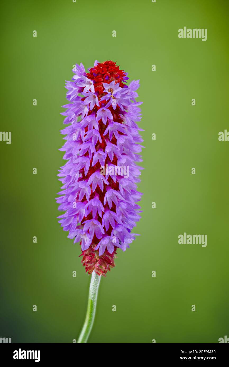 A flowering spike of Primula vialii, which is a Chinese alpine plant that has become popular in the UK, photographed against a plain green background Stock Photo