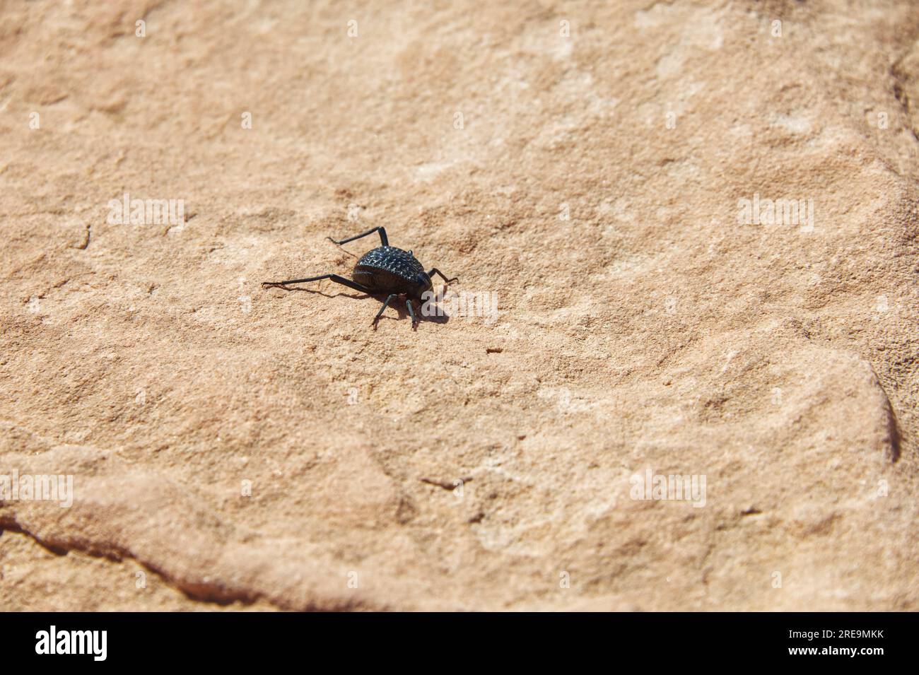Close up view of a black Onymacris unguicularis beetle in the desert Stock Photo