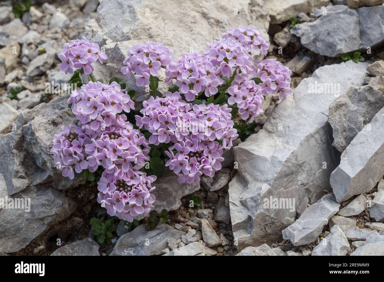 Thlaspi rotundifolium L. Tlaspide. Iberella, Erba storna. Botanical species. Mountain flowers of the Brenta Dolomites. Trentino. Italian Alps. Europe. Stock Photo