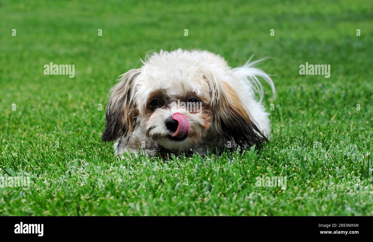 Sweet Shih Tzu Poodle mix, called Shih Poo, licks his mouth as she lays on the green grass