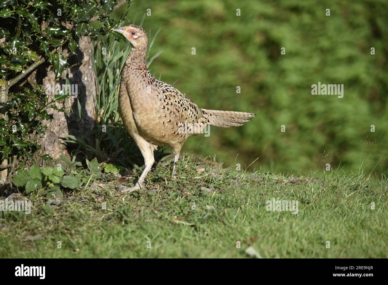 Female Common Pheasant (Phasianus colchicus) in Late Afternoon Sunshine, Pecking at Holly Covered Tree Trunk Base, Left of Image, taken in mid-Wales Stock Photo