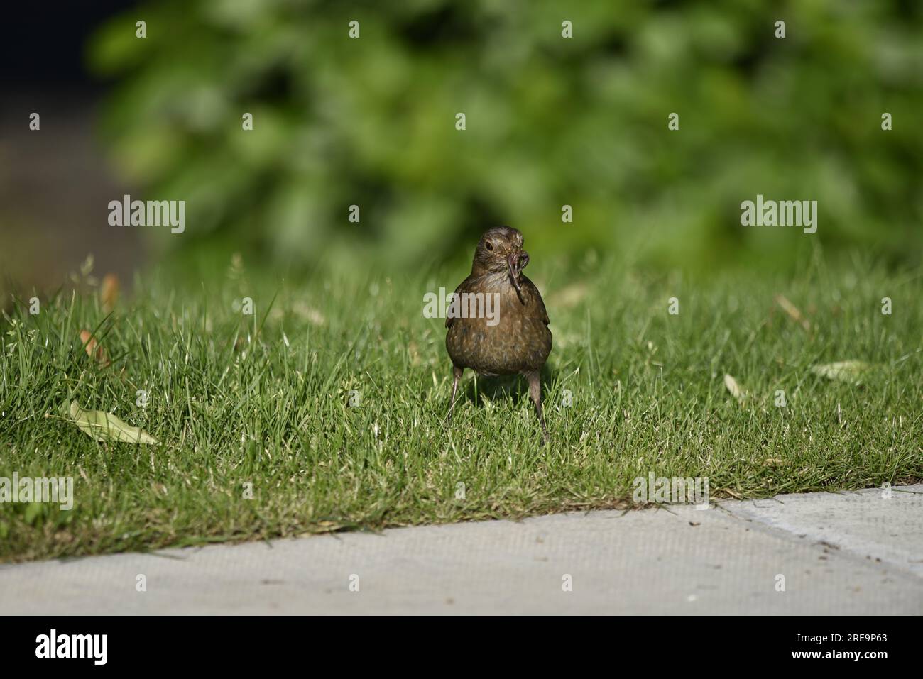 Female Common Blackbird (Turdus merula) Standing on Grass, Facing Camera with a Large Worm in its Beak, taken in Wales, UK in July Stock Photo