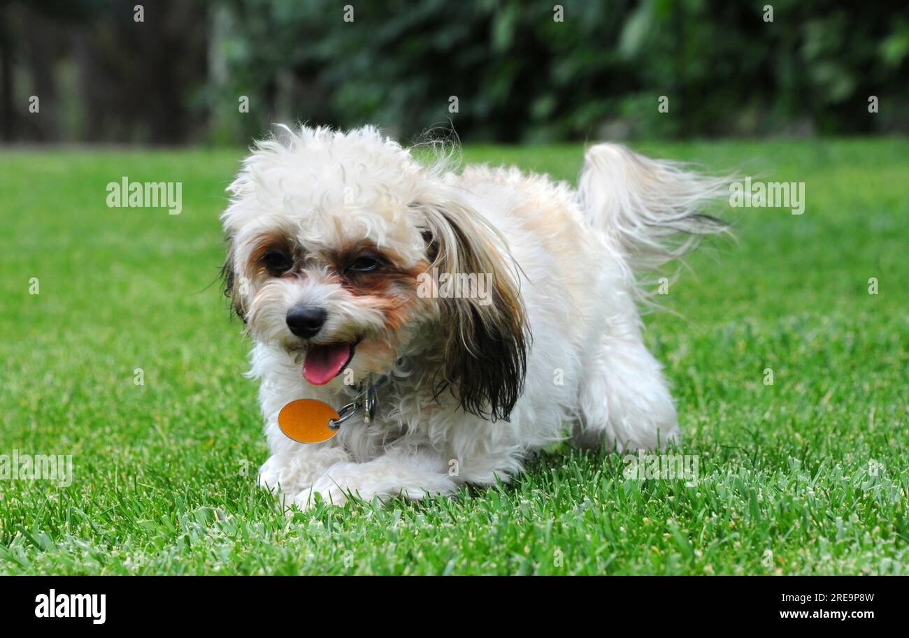 Shih Poo, Shih Tzu and Poodle mix, pants as she runs wild over the green grass of her yard.  Photo is closeup. Stock Photo