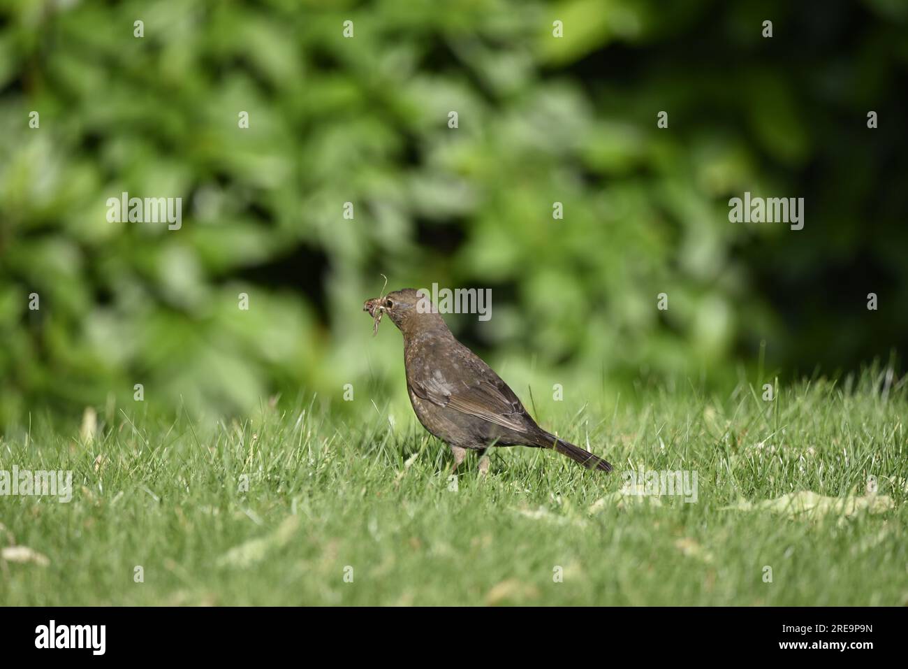 Middle Foreground Image of a Female Common Blackbird (Turdus merula) Standing on Grass in Left-Profile, with Worms in Beak, taken in mid-Wales, UK Stock Photo