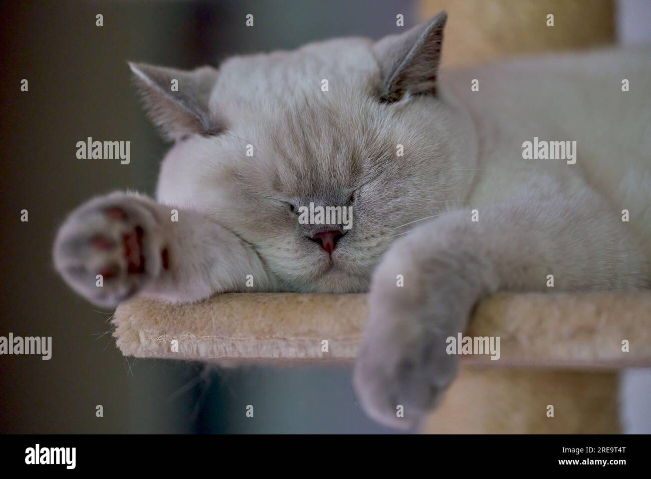 British shorthair cat catkin colorpoint colourpoint creamy