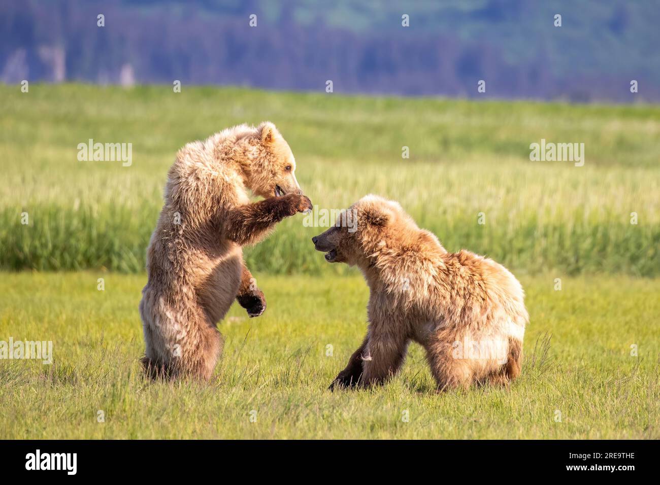 Young coastal brown bear cubs sparring in meadow on Hallo Bay in Kattmai National Park, Alaska. Stock Photo