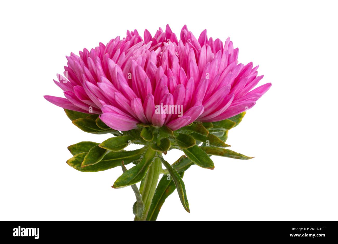 aster flowers isolated on white background Stock Photo Alamy