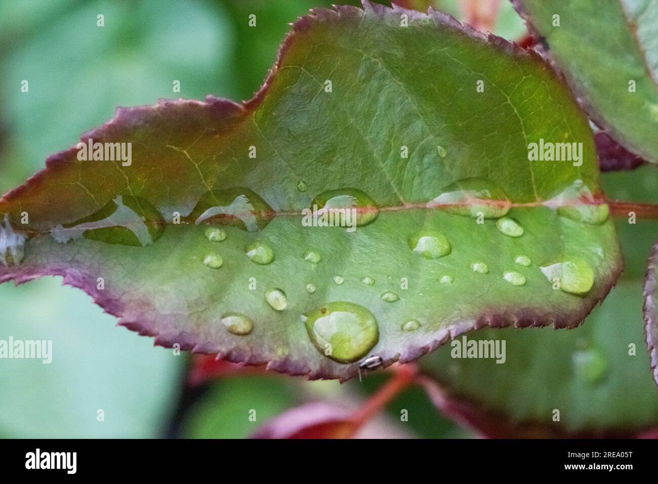 Rose leaf macro raindrops hi-res stock photography and images - Alamy