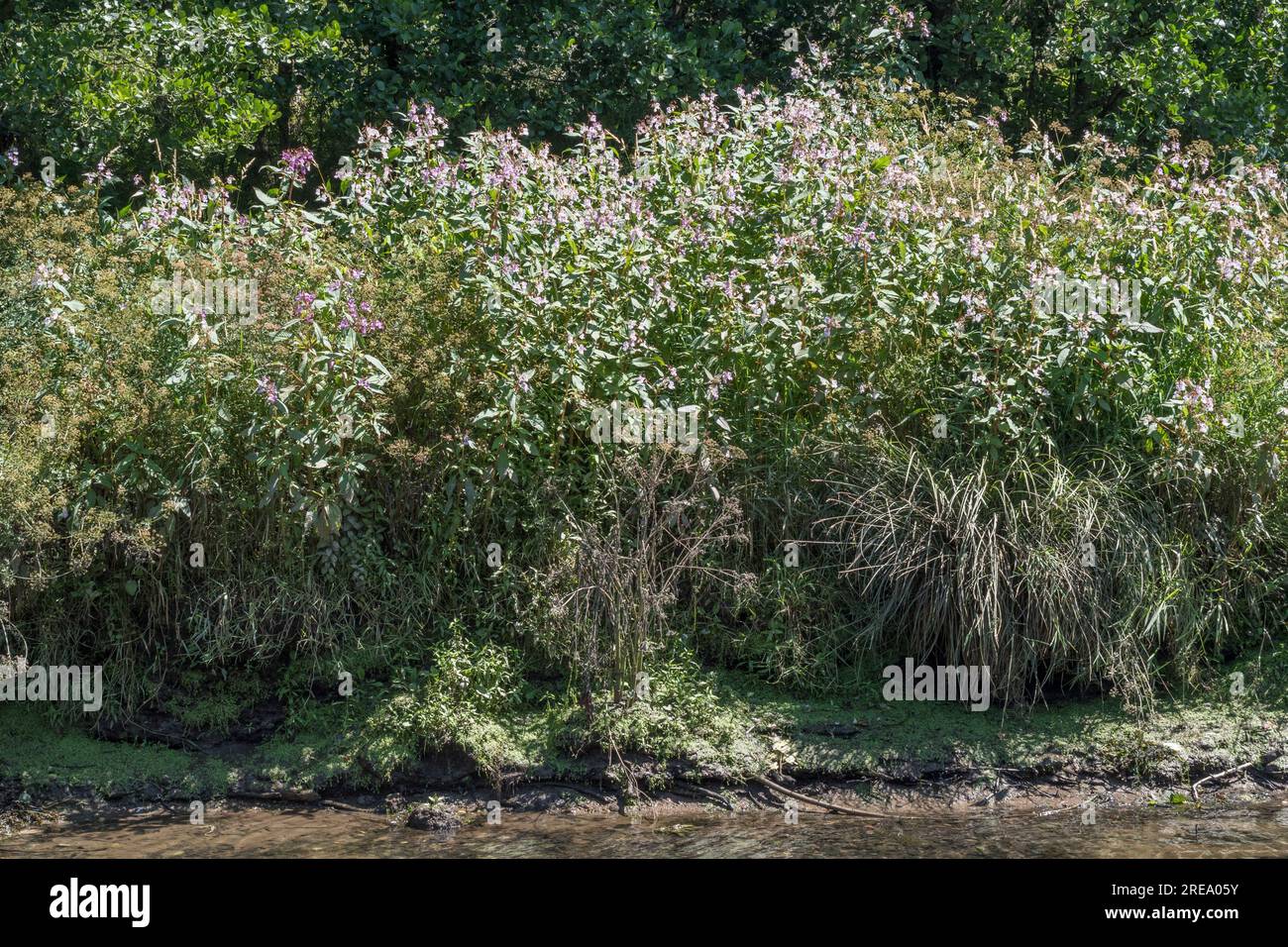 Indian Balsam / Himalayan balsam / Impatiens glandulifera. Invasive weed with affinity for damp and moist soils. Weed patch seen on River Fowey. Stock Photo