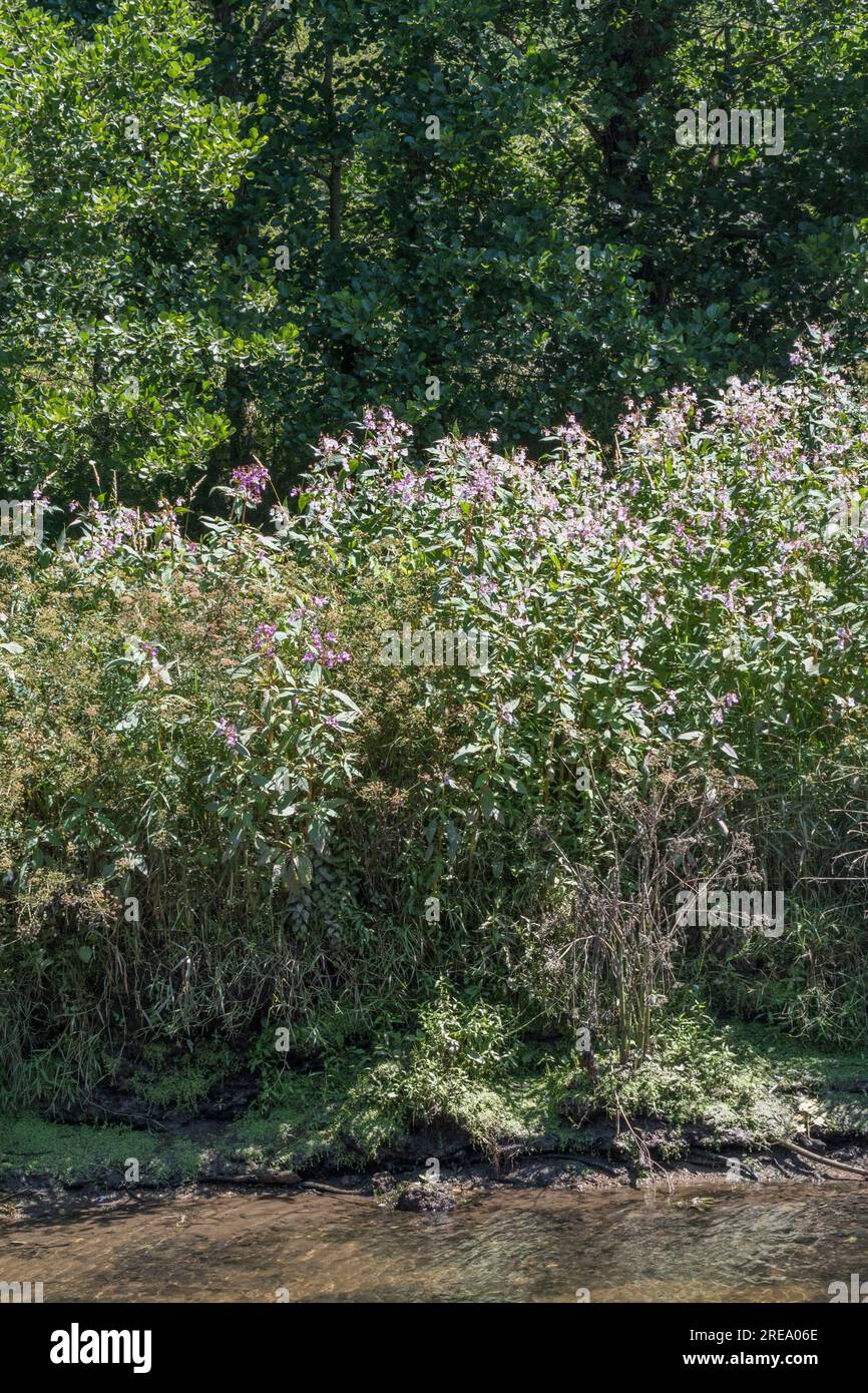 Indian Balsam / Himalayan balsam / Impatiens glandulifera. Invasive weed with affinity for damp and moist soils. Weed patch seen on River Fowey. Stock Photo