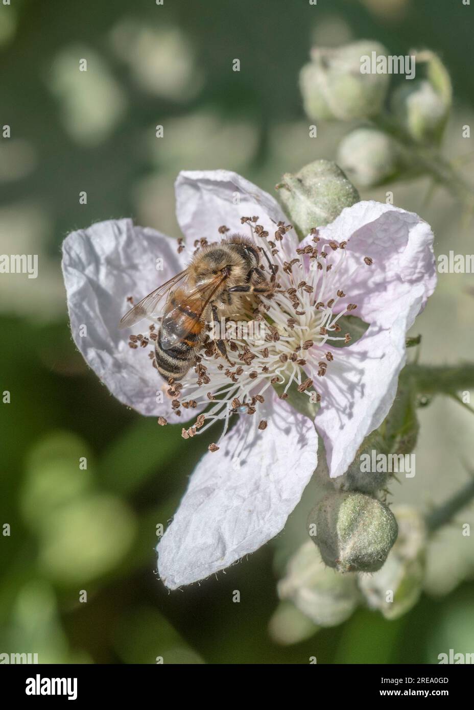 Insect bramble hi-res stock photography and images - Alamy