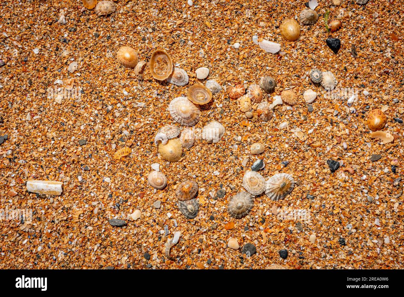 A beach consisting almost completely of ground down seashells at Low Newton-by-the-Sea, Northumberland, UK Stock Photo
