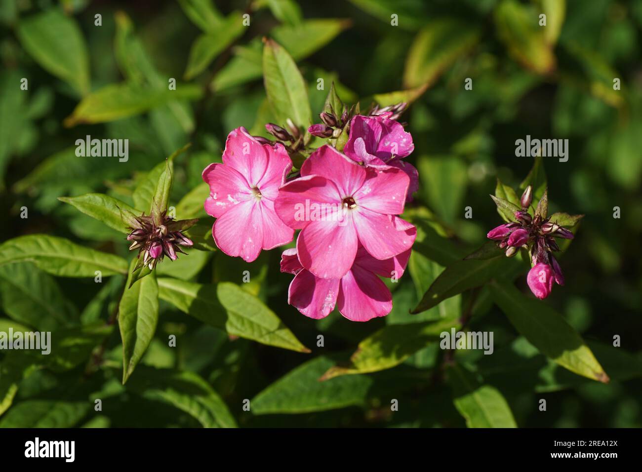 Close up flowers garden phlox (Phlox paniculata 'Rijnstroom'). Phlox family (Polemoniaceae). Pink flowers. Dutch garden, Summer, July. Stock Photo