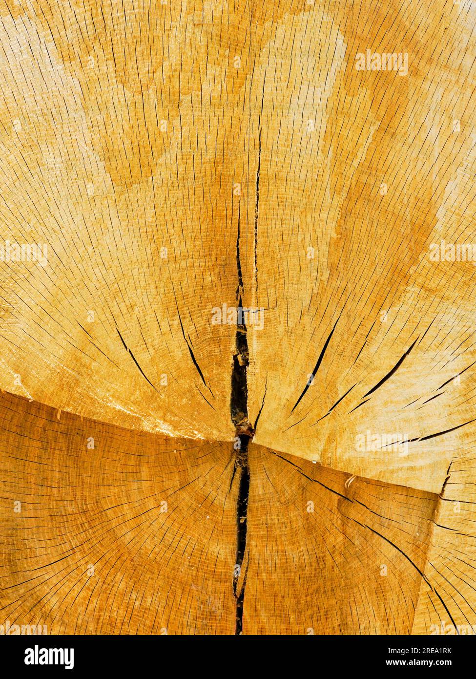 Annual rings of a sawed tree hi-res stock photography and images - Alamy