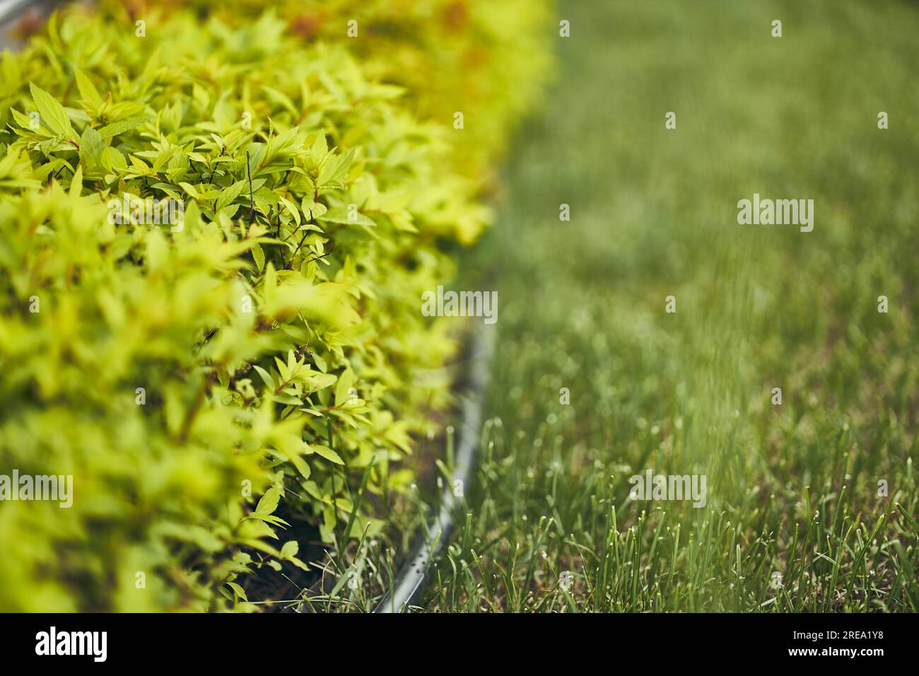 On a blurry background of grass - part of a bush with small leaves of Japanese spirea. Organic natural background. An ornamental plant in the garden. Clean environment. High quality photo Stock Photo