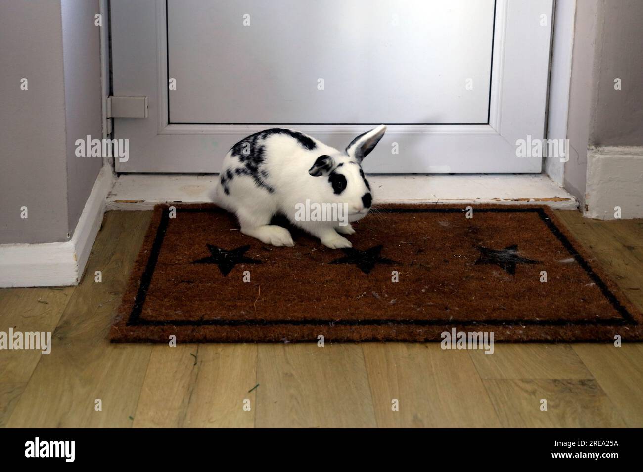 Pretty black and white house rabbit, pet, indoors on door mat Stock Photo