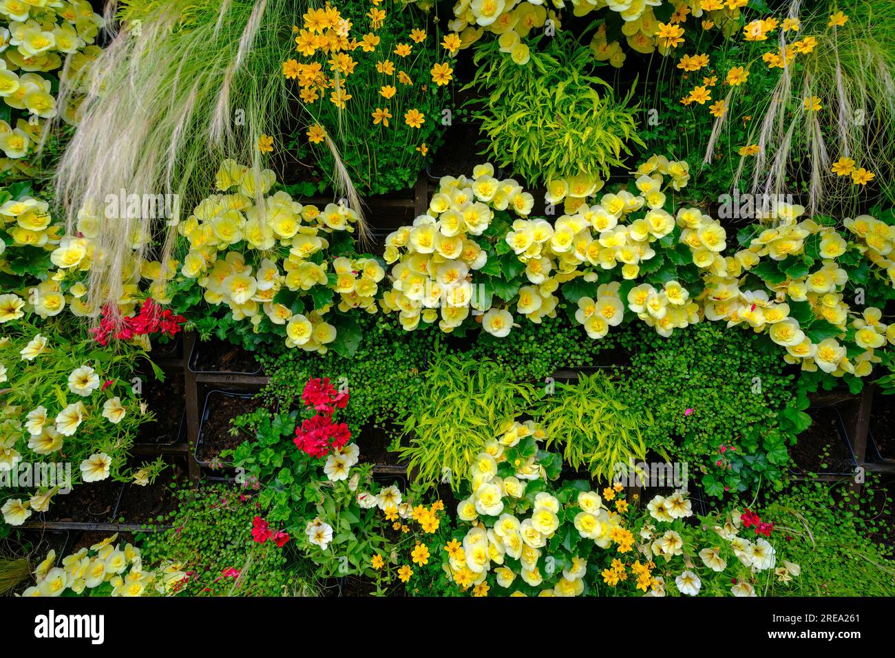 Beautiful pale yellow begonia flowers. Begonia hiemalis decorative greenery on the wall. Stock Photo