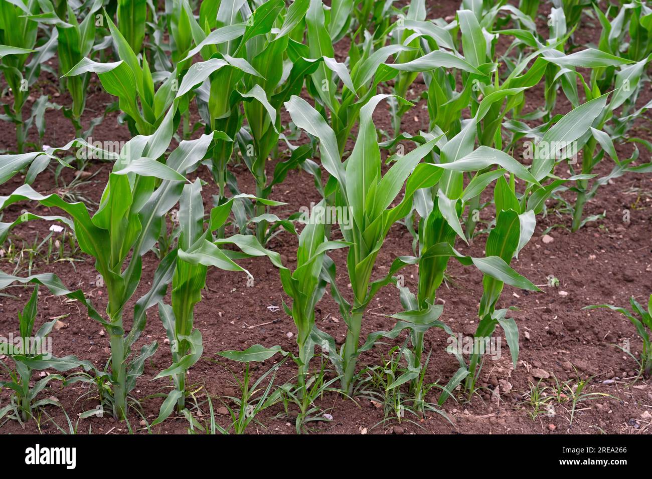 Young maize plants (Zea mays) growing in field Stock Photo