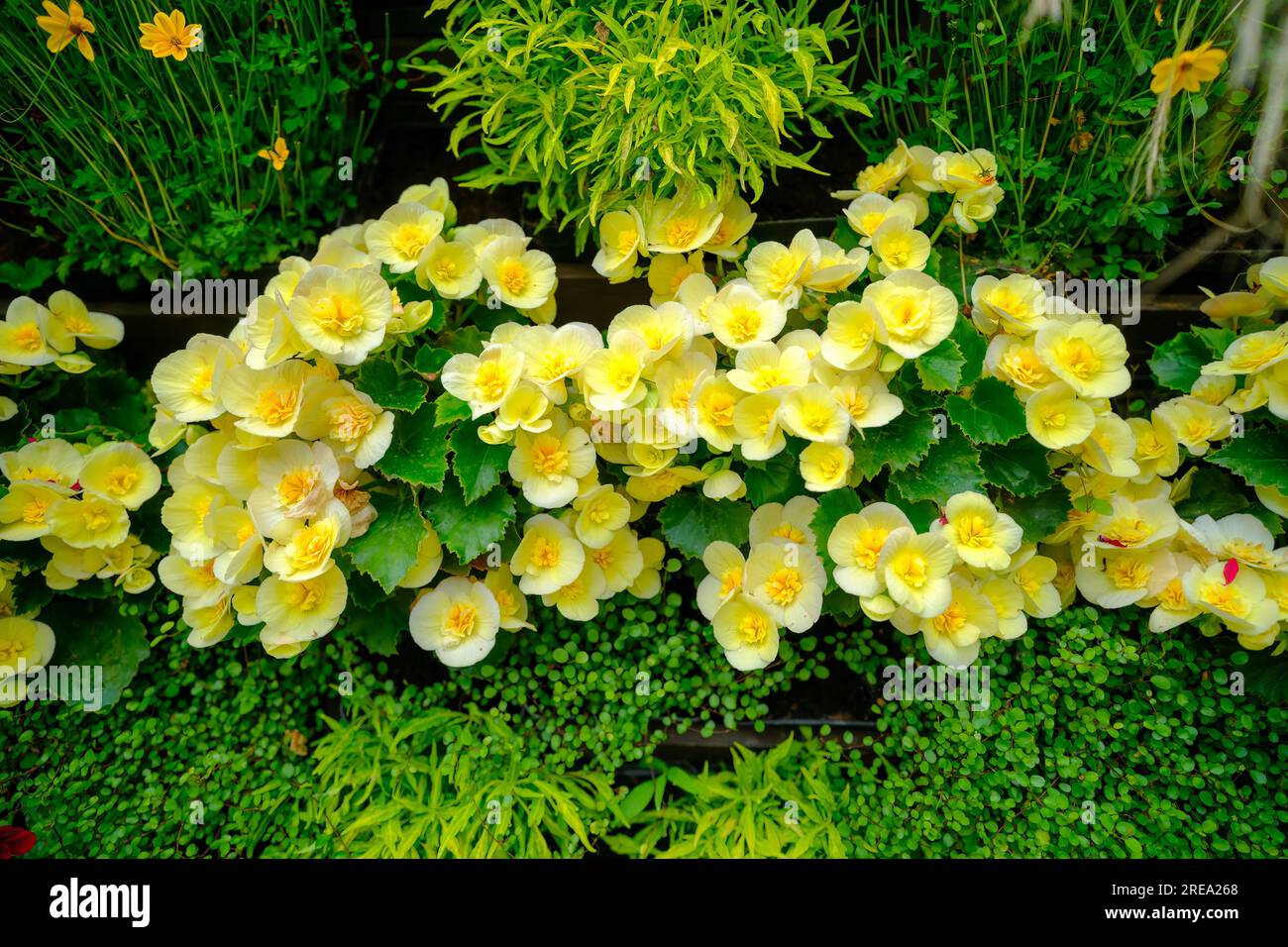 Beautiful pale yellow begonia flowers. Begonia hiemalis decorative greenery on the wall Stock Photo