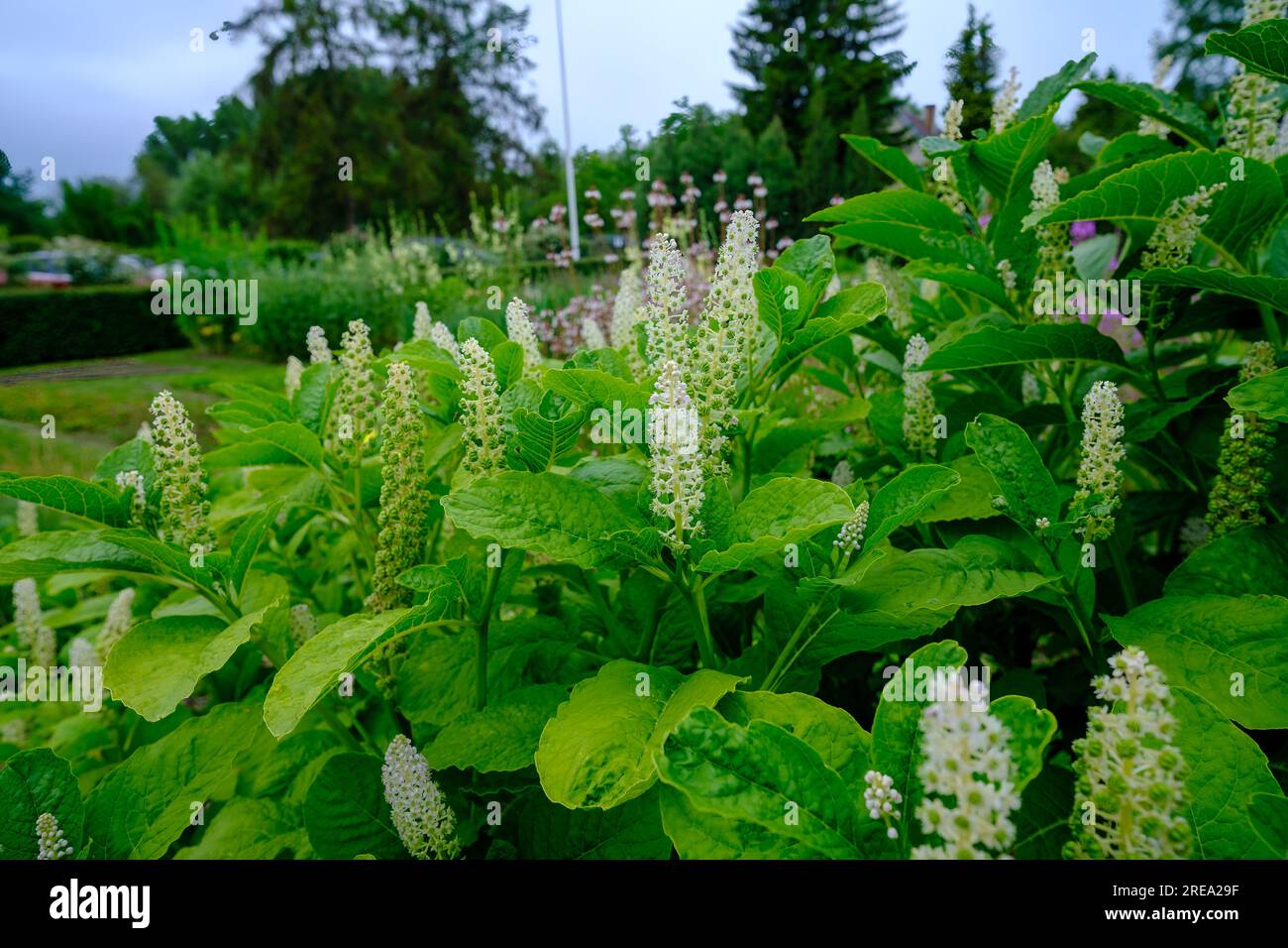 Close-up of a flowering Indian buttercup, Phytolacca acinosa, family Phytolaccaceae. Summer Stock Photo