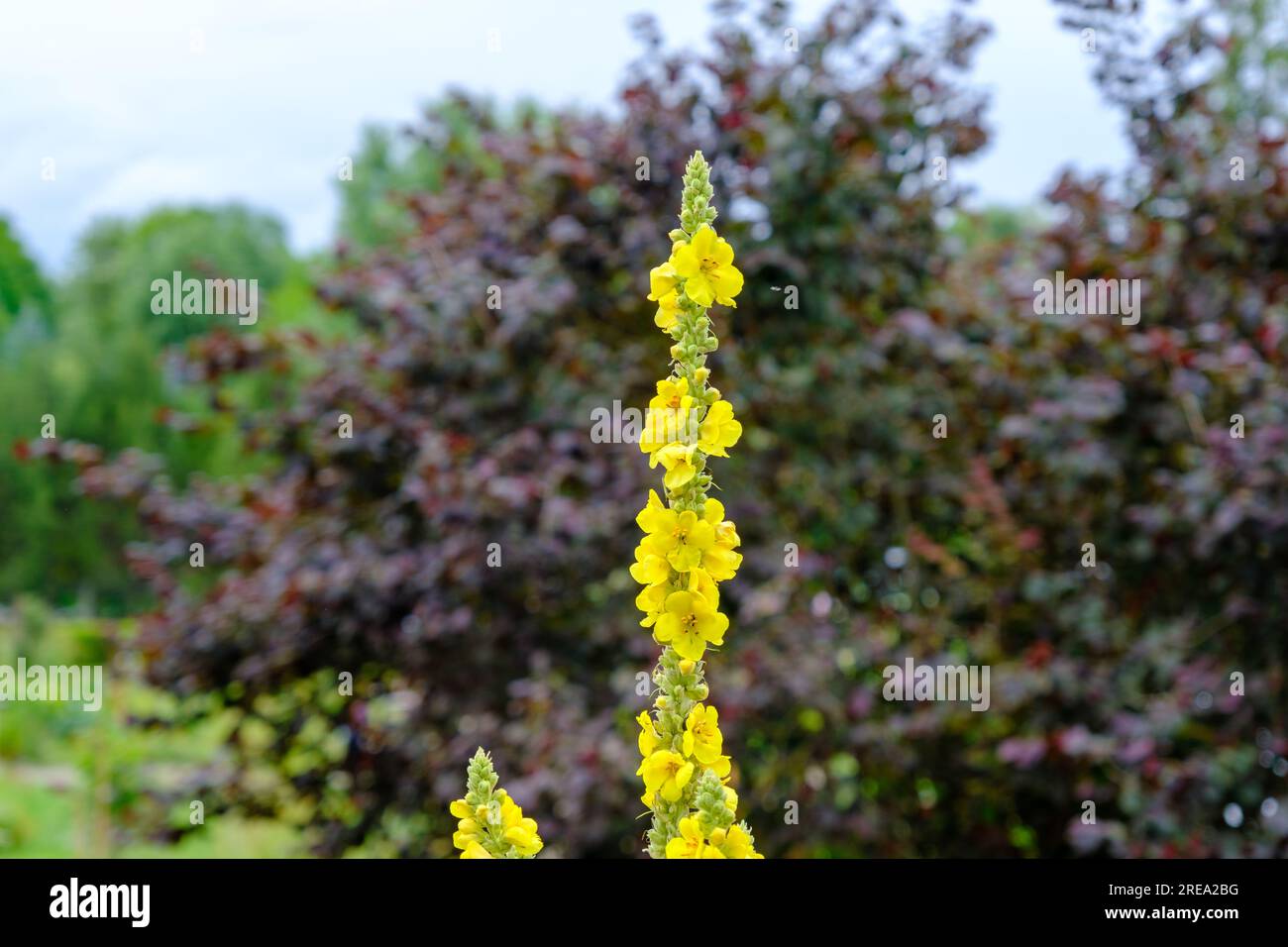 Yellow flowers of mullein, Verbascum densiflorum Bertol. in the family: Scrophulariaceae. Health drugs, medicinal plant. Stock Photo