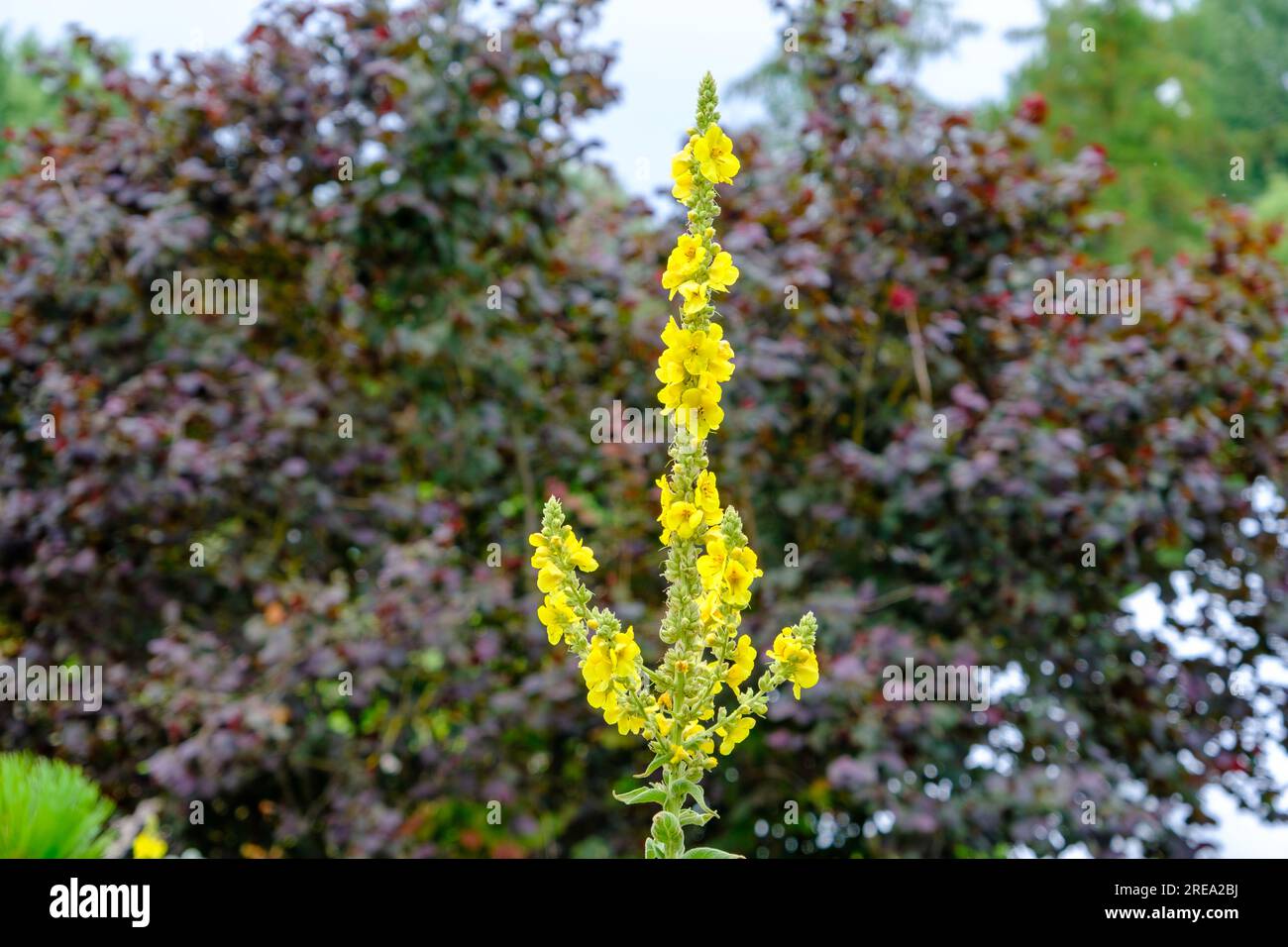 Yellow flowers of mullein, Verbascum densiflorum Bertol. in the family: Scrophulariaceae. Health drugs, medicinal plant. Stock Photo