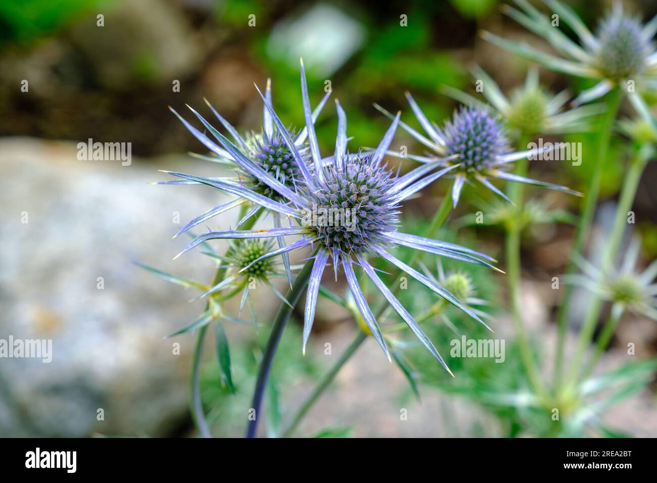 Close-up of flowers and bracts of sea holly, Eryngium zabelii cultivar Big Blue. Flowers of beautiful color. Stock Photo