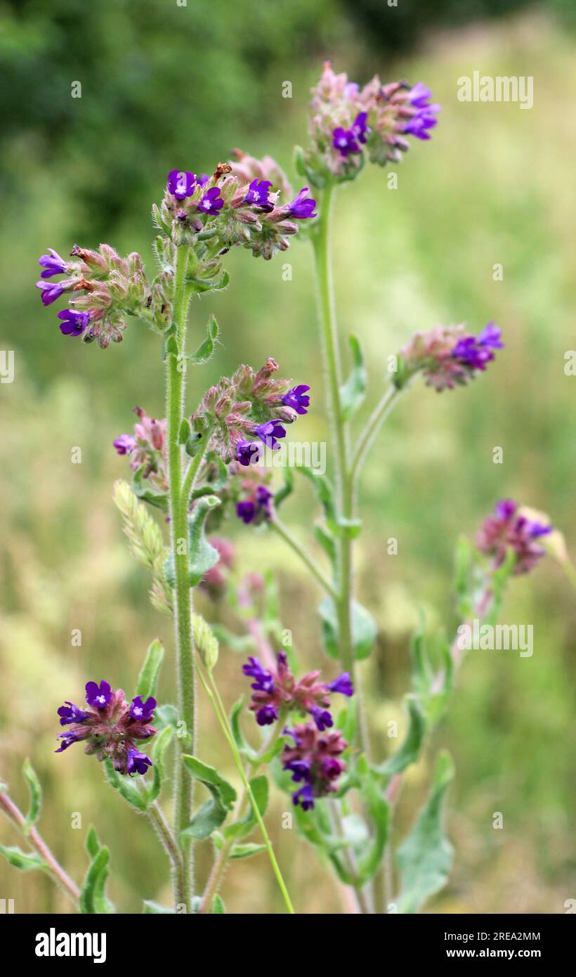 Anchusa blooms in the wild in the meadow Stock Photo