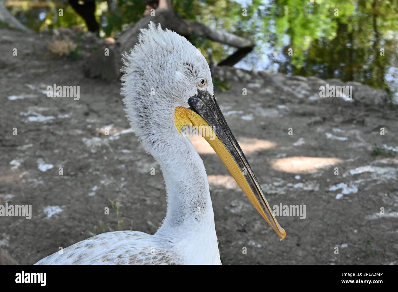 pelican s115 sport elite