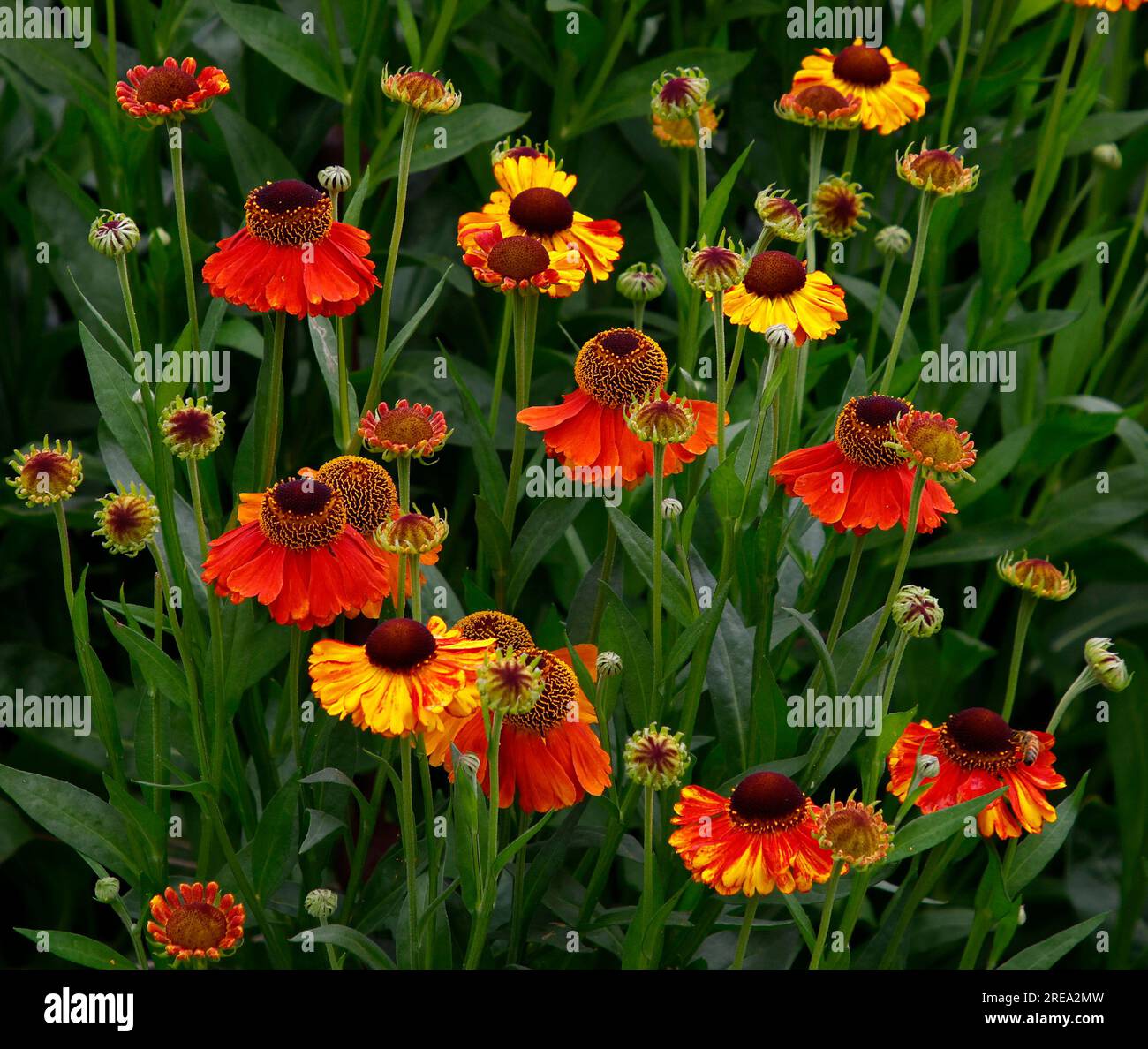 Closeup of the multicoloured herbaceous perennial garden plant helenium Waltraut or Sneezeweed filling the frame. Stock Photo