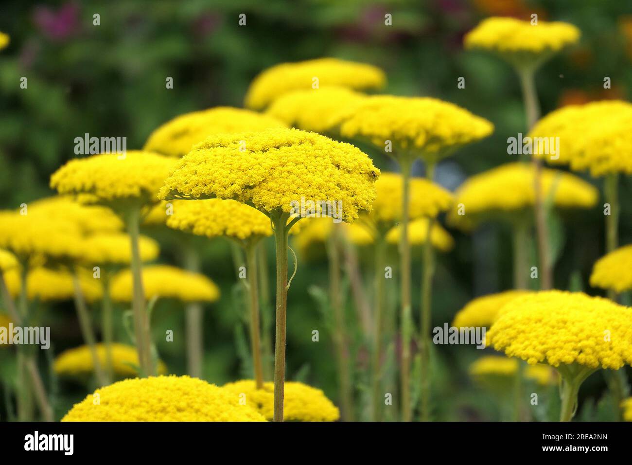 Closeup of the flat headed yellow flowering herbaceous perennial garden plant achillea filipendulina parker's variety or Yarrow. Stock Photo