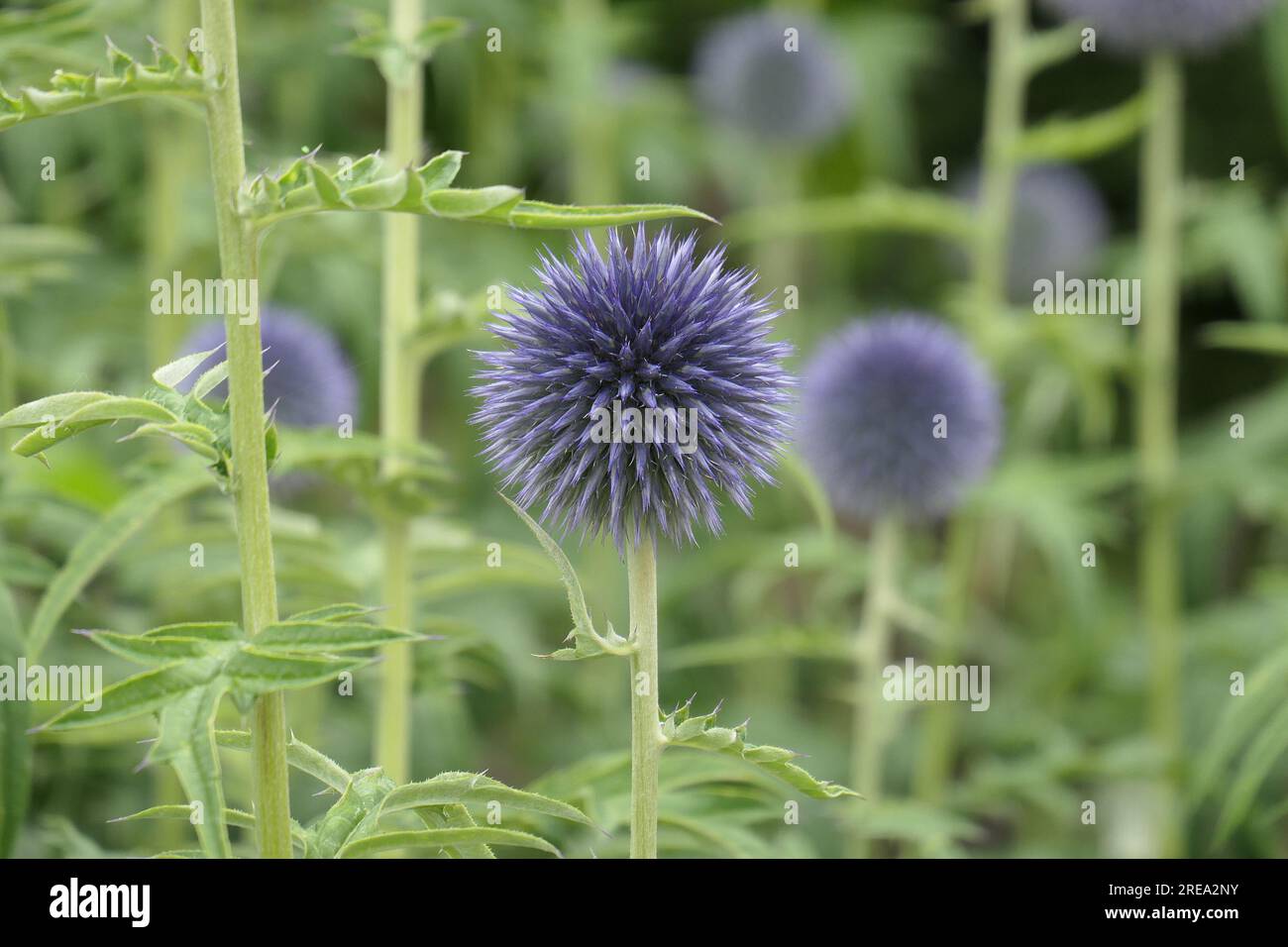 Closeup of the the round shaped blue flowering herbaceous garden perennial echinops bannaticus taplow blue or Globe Thistle. Stock Photo