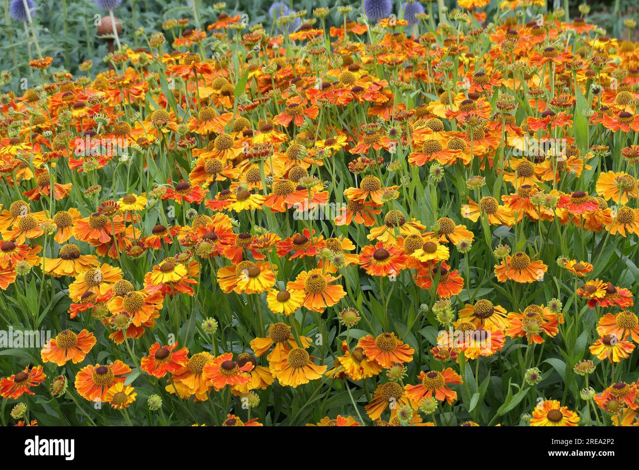 Closeup of the multicoloured summer long flowering herbaceous perennial garden plant helenium Waltraut or Sneezeweed filling the frame. Stock Photo