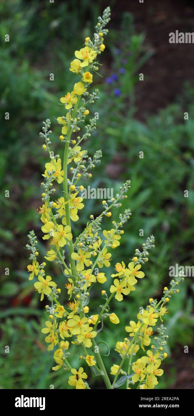 One of the species of mullein, Verbascum lychnitis, blooms in the wild Stock Photo