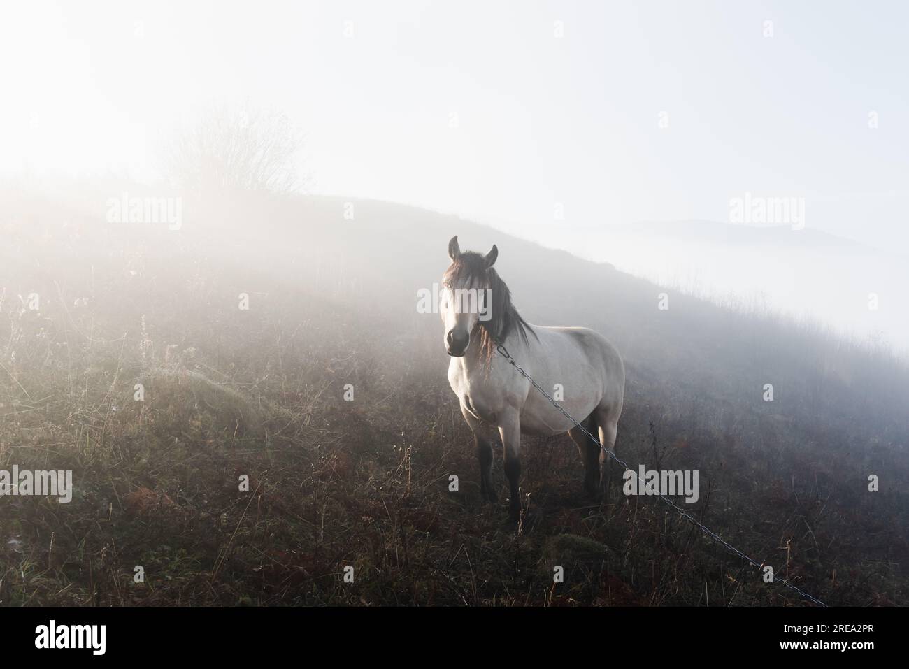 Lonely white horse in foggy meadow on mountains meadow. Landscape ...