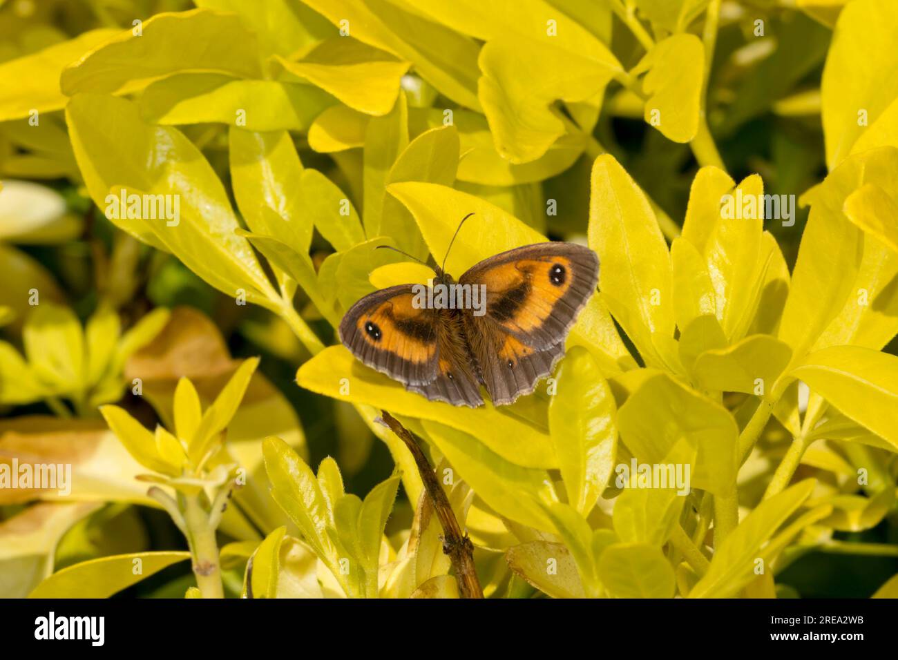 Gatekeeper or hedge brown butterfly, Pyronia tithonus. Stock Photo