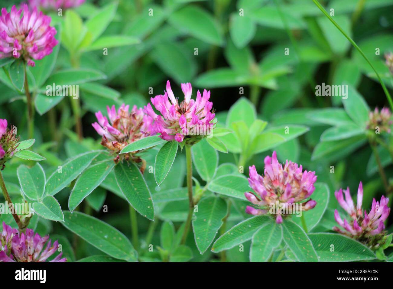 In the meadow, among the wild grasses blooms clover middle (Trifolium
