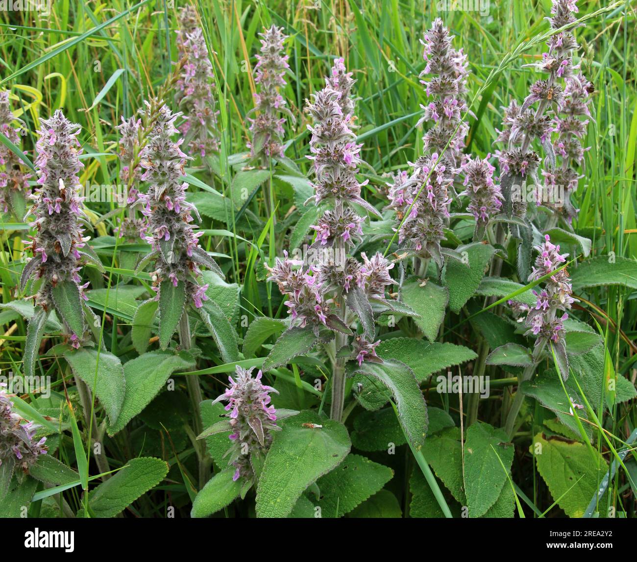 Stachys germanica grows among the herbs in the wild Stock Photo