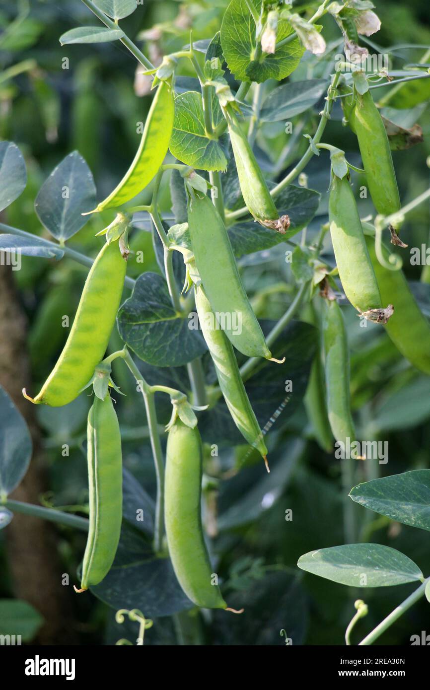 Peas pods ripen in a field on a green bush Stock Photo