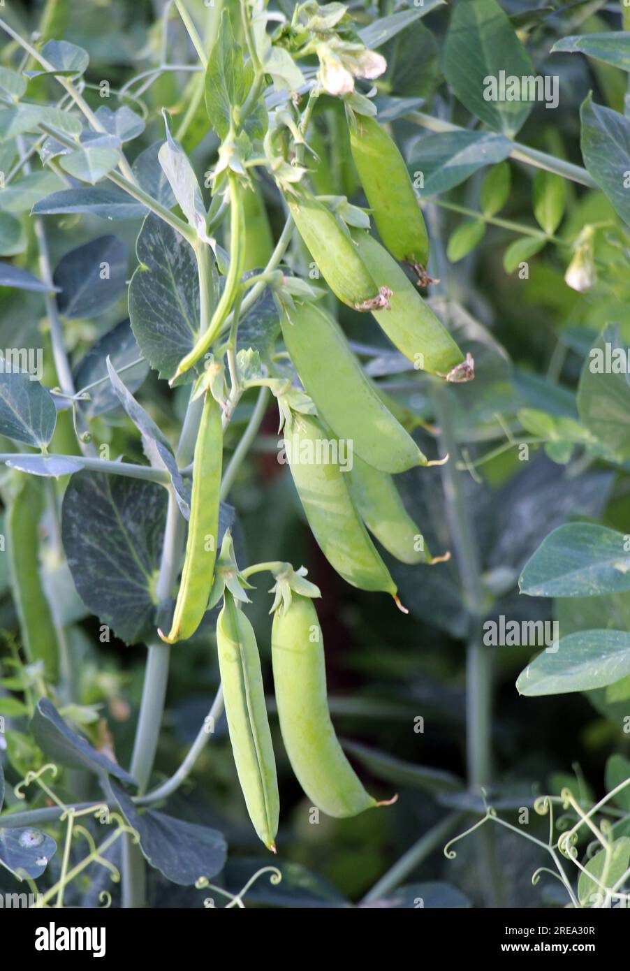 Peas pods ripen in a field on a green bush Stock Photo