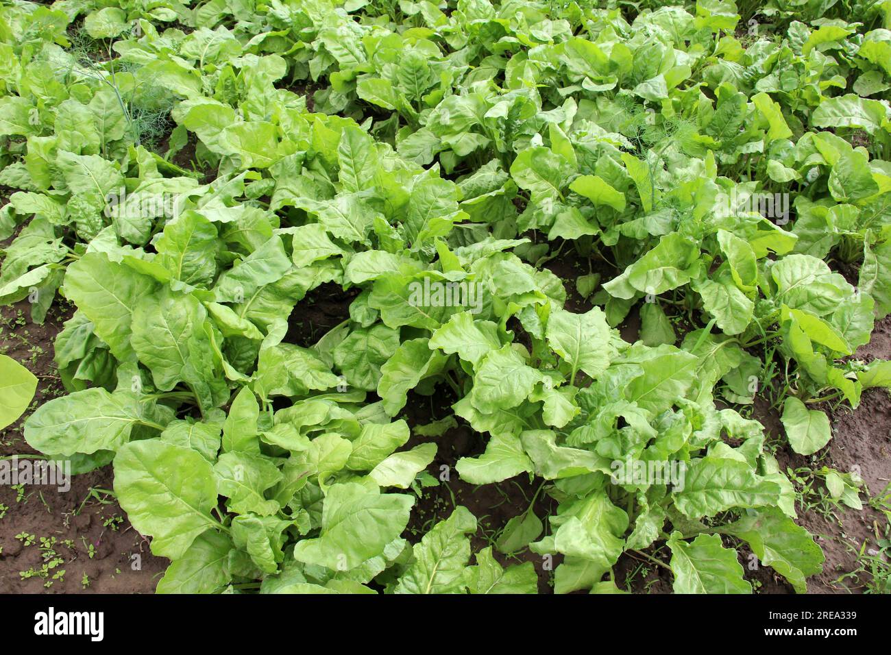 A young fodder beet (Beta vulgaris) grows on a farm field, intended for animal fattening Stock Photo