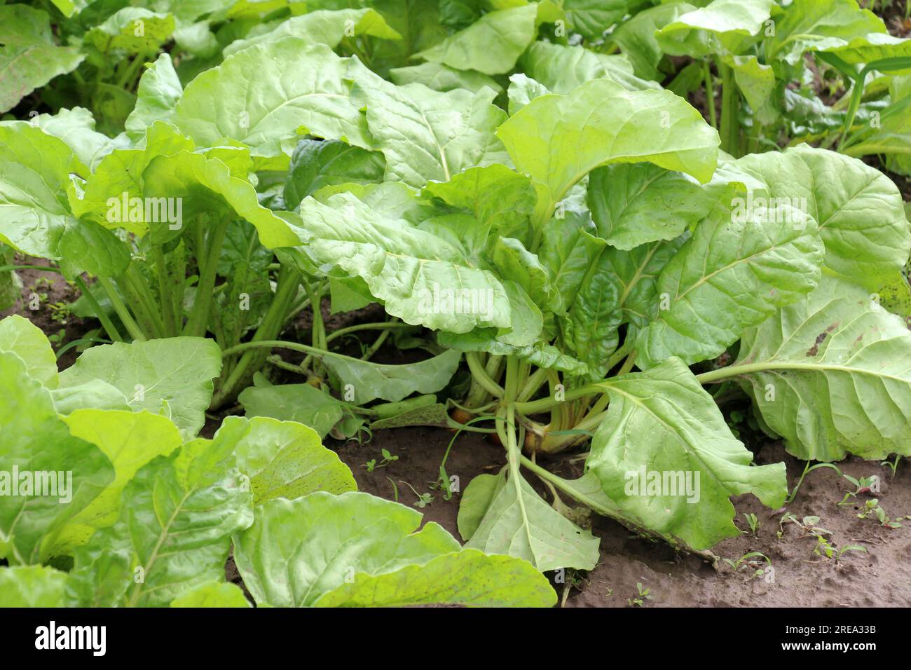 Beetroot beta vulgaris subsp vulgaris hi-res stock photography and ...